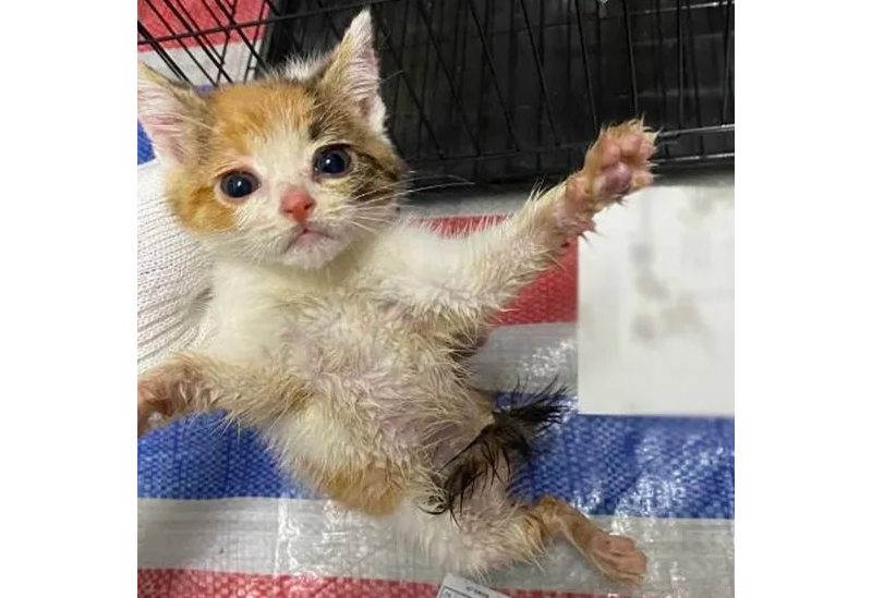 Gato com expressão triste.