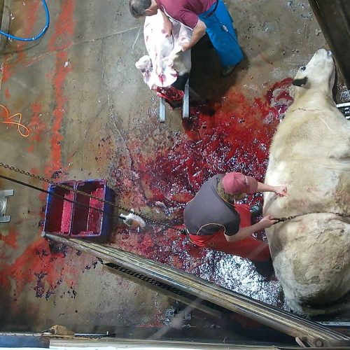 000033066-izfko8zitavw5122j08n