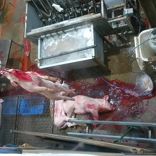 000033087-xou4ajw17n7apx64cc2t