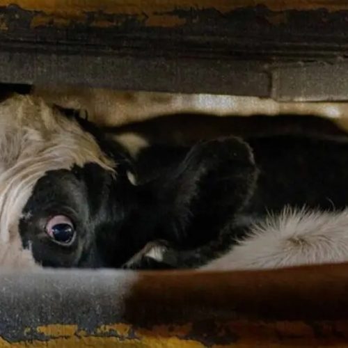 A-luta-de-um-boi-que-nao-escapou-do-matadouro