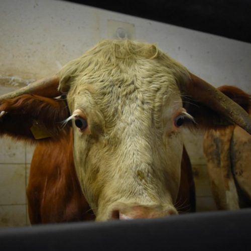 Nao-olhou-para-o-prato-quando-disse-que-so-Deus-tem-o-direito-de-tirar-a-vida