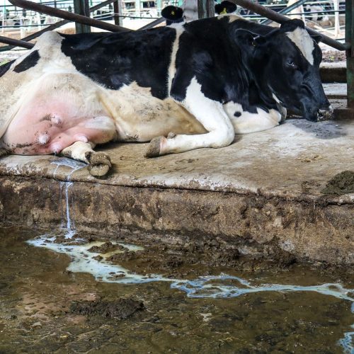 Uma-vaca-explorada-ja-nao-consegue-se-levantar