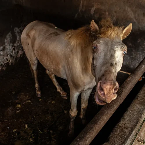 Cavalo
